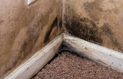  Profile Photos of NY Water Damage & Restoration 11 Centre Park Suite#12 - Photo 4 of 5