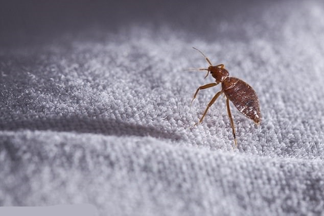  Master Pest Control Brisbane of Master Pest Control Brisbane 181 Elizabeth St - Photo 3 of 9