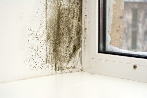  Profile Photos of Mold Remediation Pros 7380 Sand Lake Road - Photo 3 of 4