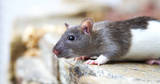 Rat Control Brisbane, Brisbane