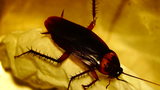 Cockroach Control Melbourne, Melbourne