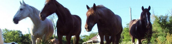  Profile Photos of Whispering Woods Riding Stables 265 Wright Lane - Photo 1 of 4