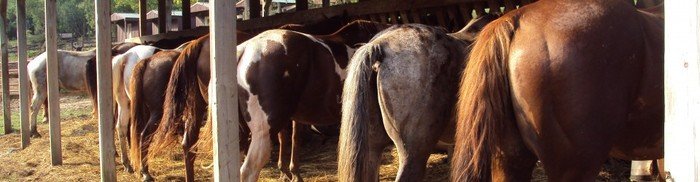  Profile Photos of Whispering Woods Riding Stables 265 Wright Lane - Photo 3 of 4