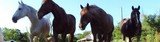  Whispering Woods Riding Stables 265 Wright Lane 