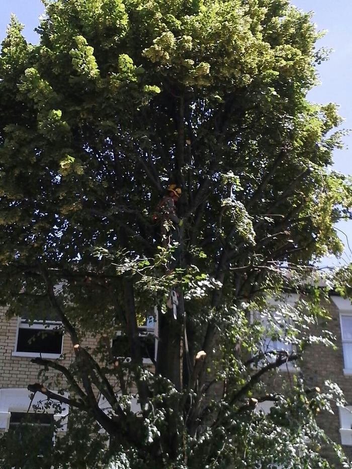 Tree Services London Profile Photos of TSL Tree Surgery Leaders Harper Road - Photo 5 of 5