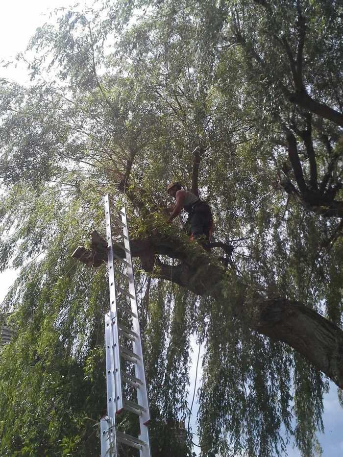 Tree Care London Profile Photos of TSL Tree Surgery Leaders Harper Road - Photo 4 of 5