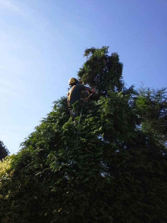 Tree Surgeons London Profile Photos of TSL Tree Surgery Leaders Harper Road - Photo 3 of 5