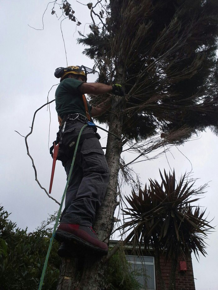 Tree Surgery London Profile Photos of TSL Tree Surgery Leaders Harper Road - Photo 2 of 5