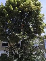 Tree Services London TSL Tree Surgery Leaders Harper Road 