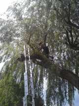Tree Care London, TSL Tree Surgery Leaders, London