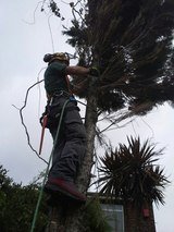 Tree Surgery London, TSL Tree Surgery Leaders, London