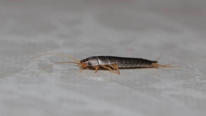  New Album of Fast Pest Control Canberra 22 Quayside Vista - Photo 5 of 8