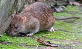  Fast Pest Control Canberra 22 Quayside Vista 
