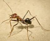  Fast Pest Control Canberra 22 Quayside Vista 