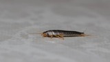 Fast Pest Control Canberra, Canberra