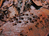 Fast Pest Control Canberra, Canberra