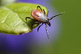 Fast Pest Control Canberra, Canberra