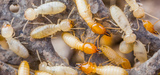 Fast Pest Control Canberra, Canberra