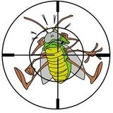 Pest Control Brentford, 39 Hazel Close, Brentford, TW8 8NG, 02036160407, http://www.pestcontrolbrentford.com, Pest Control Brentford, Brentford