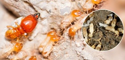 termite control delhi ncr Profile Photos of Professionalâ€™z PMS C â€“ 1155, Sushant Lok â€“ 1 - Photo 25 of 28