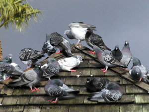 Bird Control Gurgaon Profile Photos of Professionalâ€™z PMS C â€“ 1155, Sushant Lok â€“ 1 - Photo 19 of 28