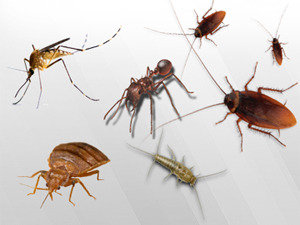termite control noida Profile Photos of Professionalâ€™z PMS C â€“ 1155, Sushant Lok â€“ 1 - Photo 17 of 28