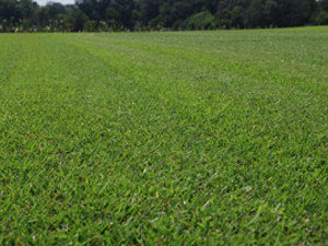 lawn insects control delhi Profile Photos of Professionalâ€™z PMS C â€“ 1155, Sushant Lok â€“ 1 - Photo 13 of 28