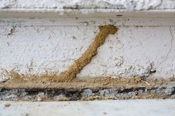 termite control dwarka Profile Photos of Professionalâ€™z PMS C â€“ 1155, Sushant Lok â€“ 1 - Photo 7 of 28