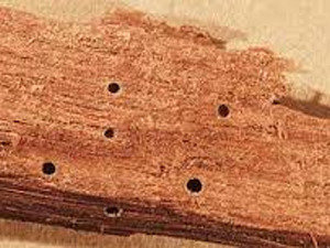 Wood Borer control gurgaon Profile Photos of Professionalâ€™z PMS C â€“ 1155, Sushant Lok â€“ 1 - Photo 3 of 28