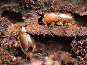 Wood Borer control noida Profile Photos of Professionalâ€™z PMS C â€“ 1155, Sushant Lok â€“ 1 - Photo 2 of 28