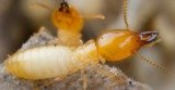 pest control services in delhi-ncr Professionalâ€™z PMS C â€“ 1155, Sushant Lok â€“ 1 
