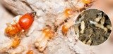 termite control delhi ncr Professionalâ€™z PMS C â€“ 1155, Sushant Lok â€“ 1 