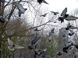 Bird Control company in delhi Professionalâ€™z PMS C â€“ 1155, Sushant Lok â€“ 1 