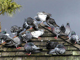 Bird Control Gurgaon Professionalâ€™z PMS C â€“ 1155, Sushant Lok â€“ 1 