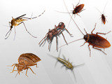 termite control noida Professionalâ€™z PMS C â€“ 1155, Sushant Lok â€“ 1 