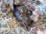 rats control service delhi Professionalâ€™z PMS C â€“ 1155, Sushant Lok â€“ 1 