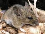 Rodent control company delhi ncr Professionalâ€™z PMS C â€“ 1155, Sushant Lok â€“ 1 