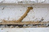 termite control dwarka Professionalâ€™z PMS C â€“ 1155, Sushant Lok â€“ 1 