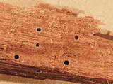 Wood Borer control gurgaon, Professionalâ€™z PMS, Gurgaon