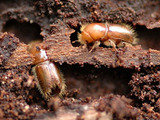 Wood Borer control noida, Professionalâ€™z PMS, Gurgaon