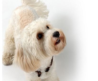  Profile Photos of Canine Sassoon Canine Sassoon, Heathview, Pond Lane - Photo 3 of 5