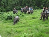 Chitwan Jungle Safari, Kathmandu