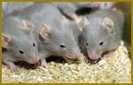 Mice Pest Control Profile Photos of Pest-Controller 128 Fairfield - Photo 6 of 11
