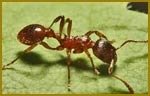 Pest Control Ants Pest-Controller 128 Fairfield 