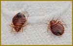 Pest Control bed-bugs Pest-Controller 128 Fairfield 