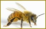 Pest Control Bees Pest-Controller 128 Fairfield 