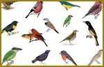 Pest Control Birds Pest-Controller 128 Fairfield 