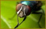 Pest Control Flies Pest-Controller 128 Fairfield 