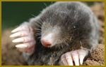 Mole Pest Control Pest-Controller 128 Fairfield 