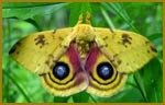 Pest Control Moths, Pest-Controller, Buntingford